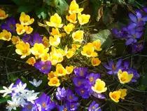 Bunte Gartenkrokusse am 16.3.2017 (mit freundlicher Genehmigung von A. Strelow)