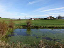 Dorfweiher von Mistlbach in Niederbayern (20.11.2016)