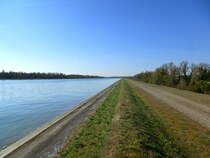 Blick fluaufwrts vom Rheindamm bei Marckolsheim/Elsa, Mrz 2017