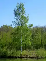 Rheinebene, Birke im Fr�hling, April 2017