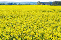  Rapsmeer  bei Rheinbach - 20.04.2017