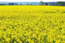  Rapsmeer  bei Rheinbach - 20.04.2017