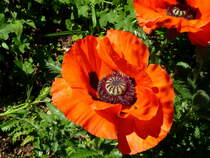 Blick in die Blte des Ziermohns, hufig in Grten und Parkanlagen, Mai 2015