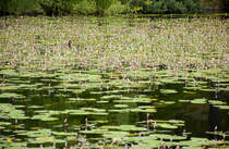Seerosen auf dem Källtorpsjön südöstlich von Stockholm. Der See liegt im Naturschutzgebiet Nackareservatet. Aufnahme: 28. Juli 2017.