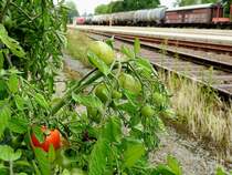  Eisenbahnergarten  bzw. auch die anderen Tomaten werden bald reif sein; 170728