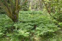 Farnkraut auf der Insel Svartsö im Stockholmer Schärenhof. Die Farne kommen bis auf wenige lichtliebende Arten fast ausschließlich an schattigen und feuchten Plätzen im Wald, in Mauerritzen, Felsspalten und Schluchten, an Bachufern oder ähnlichem vor. 

Aufnahme: 26. Juli 2017.