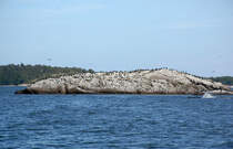Vogelkolonie auf einer kleinen Inseln im Stockholmer Schärenhof. Das Foto ist nördlich von Gallnö aufgenommen.
Aufnahme: 26. Juli 2017.
