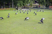 Gänse auf dem Rasen »Tingvallen« im Stockholmer Freilichtmuseum Skansen. Aufnahme: 25. Juli 2017.