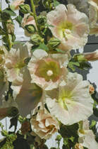 Die Stockrose (Alcea) wird auch bezeichnet als Stockmalve, Bauernrose oder Pappelrose und gehört zur Familie der Malvengewächse. Aufnahme vom Garten am Kindheitshaus der schwedischen Autorin Astrid Lindgren. Das Haus liegt in der Kleinstadt Vimmerby.
Aufnahme: 21. Juli 2017.