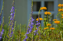 Ähriger Ehrenpreis (Veronica spicata) und Orangefarbene Gerbera-Hybriden. Das Foto ist am Kindheitshaus von Astrid Lindgren in Vimmerby in Småland aufgenommen.
Aufnahme: 21. Juli