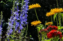 Glockenblumengewächse (Campanulaceae) und Gerbera am Astrid Lindgrens Näh in Vimmerby (Småland/Schweden). 
Aufnahme: 21. Juli 2017.