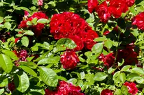 Rosen am Kindheitshaus von Astrid Lindgren. Die schwedische Autorin von Jugend- und Kinderbücher wurde auf dem Hof Näs in Vimmerby geboren.
Aufnahme: 21. Juli 2017.