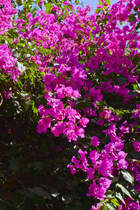 Bougainvillea (auch Bougainville, Bougainvillee, Bougainvillie oder Drillingsblume genannt) in Corralejo auf der Insel Fuerteventura in Spanien. Aufnahme: 21. Oktober 2017.
