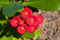 Blumen in Corralejo auf der Insel Fuerteventura in Spanien. Aufnahme: 21. Oktober 2017.