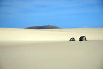 In den Wanderdünen El Falble im Parque Natural de Corralejo auf der Insel Fuerteventura in Spanien. Aufnahme: 19. Oktober 2017.