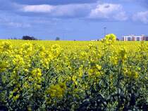 Blick �ber ein Rapsfeld
