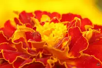 Makroaufnahme einer Studentenblume. (Jarmen, April 2009)