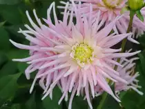 Eine Dahlie im elterlichen Garten. (Jarmen, August 2011)