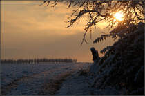 Wintermorgen -

Bei Kernen-Rommelshausen im Remstal.

05.02.2018 (M)