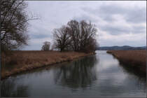 Im Ried -

Die Radolfzeller Aach kurz vor der Mündung in den Bodensee.

10.02.2018 (M)