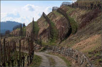 Rebenreihen am Hohentwiel -

Weinberg am Hochentwiel bei Singen.

04.02.2018 (M)