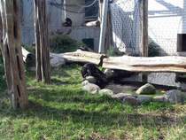 Schimpansenmutter pr�ft das Badewasser