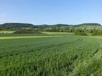 Wiesen im Ohrntal bei Oberohrn (29.04.2018)