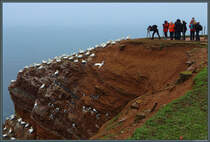 Eine Attraktion Helgolands ist der dicht von Vögeln bevölkerte Lummenfelsen. (13.04.2018)