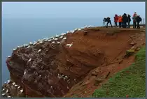 Eine Attraktion Helgolands ist der dicht von Vögeln bevölkerte Lummenfelsen. (13.04.2018)