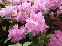 Hamburg am 10.5.2018: Rhododendronblüte im Stadtpark
