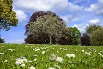 Phoenix Park in Dublin - Der Name Phoenix Park geht nicht auf die Sagengestalt Phönix zurück, sondern ist eine Verfälschung des irischen Wortes fionnuisce, das »klares Wasser« bedeutet.
Aufnahme: 11. Mai 2018.