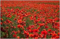 Mohnblumen soweit das Auge reicht
(24.05.2018)