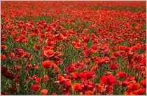 Mohnblumen soweit das Auge reicht
(24.05.2018)