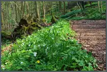 Zahllose Buschwindröschen blühen im Bodetal bei Thale. (21.04.2018)