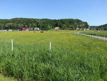 Wiesen bei Kungälv-Tofta, Västra Götalands län (30.05.2018)