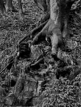 Ein Baum sucht halt und krallt sich fest. (Witten, Juni 2018)