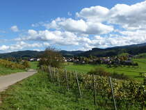 Weinreben am Südhang des Schönberges, mit Blick auf den Ort Wittnau, Okt.2014