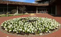 Bad Bellingen, Hyazinthenrabatte vor dem Kurhaus, April 2018