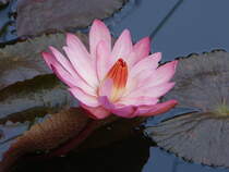 Seerose in einem Teich auf der Isola Madre, Lago Maggiore (06.10.2019)