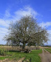 Walnußbaum im Herbst, gesehen am Marchhügel im Breisgau, Okt.2019
