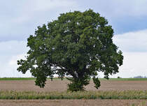 Einzelbaum auf einem Acker bei Rheinbach - 02.10.2019