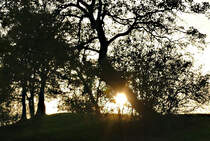 Sonnenuntergang hinter einer Baumgruppe in der Voreifel bei Eu-Kirchheim - 23.10.2019