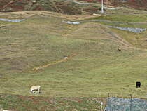 Weidegebiete nahe dem Bahnhof Andermatt am 13. Oktober 2019.