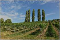 Der Weinberg von Birnau, am Bodensee.
(18.09.2018)