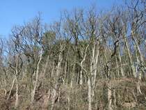 Also nach Fr�hling sieht das ja noch nicht aus. Am 4.3.2007 kurz vor Metten.