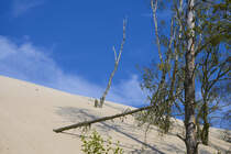 Seit 1966 ist die Lontzkedüne (polnisch Wydma Łącka) im polnischen Hinterpommern Bestandteil des Slowinzischen Nationalparks. Aufnahme: 17. August 2020.