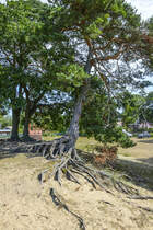 Kieferbaum mit Wurzeln im Dorf Kluki (Klucken) westlich von der Jezioro Łebsko (Lebasee) in Hinterpommern. Aufnahme: 18. August 2020.