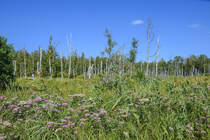 Sumpfgebiet im Slowinzischen Nationalpark (polnisch Słowiński Park Narodowy) in Hinterpommern an der Ostseeküste. Aufnahme: 18. August 2020.