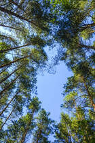 Kiefernwald im Slowinzischen Nationalpark südlich der Lebasee (Łebsko) in Hinterpommern. Aufnahme: 18. August.