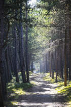 Wanderweg im Kiefernwald westlich von Łeba in Hinterpommern. Aufnahme: 18. August 2020.